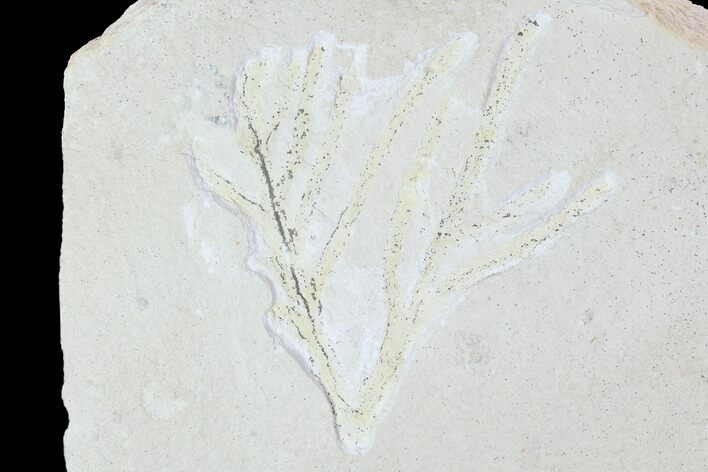 Fossil Plant (Brachyphyllum) - Solnhofen Limestone, Germany #100812